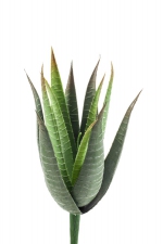 Kunstplant Aloe vera 23cm (geleverd zonder pot)
